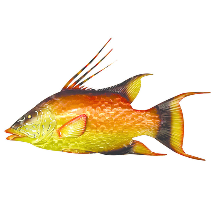 Vibrant hogfish, additional view 2